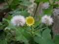 Sow Thistle